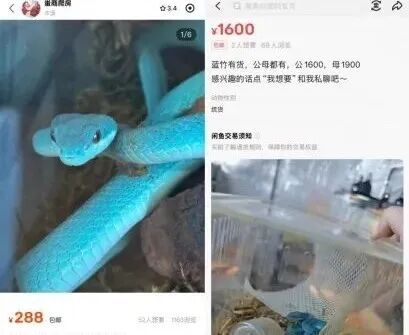 配资平台股票行情 “盖瑞”同款蛇上架网购平台？紧急提醒！